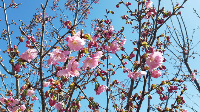 正門の陽光桜が咲きました