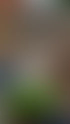 田植え第一弾