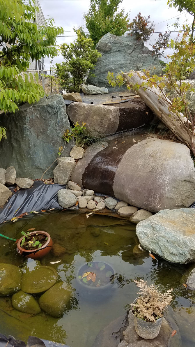 ビオトープ、池に赤土、水草を設置
