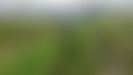 ハンマーナイフにて、菜の花刈り　ブルーベリー　八街　春夫観光農園