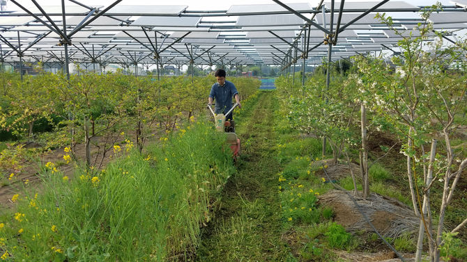 ハンマーナイフにて、菜の花刈り　ブルーベリー　八街　春夫観光農園