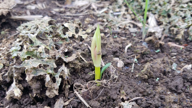 昨年植えた彼岸花が、芽を吹いてきました