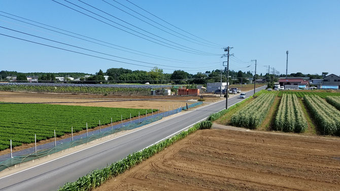 離れたところから「春夫観光農園」左落花生、右トウモロコシ