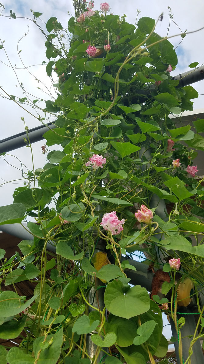 八重の朝顔咲きました