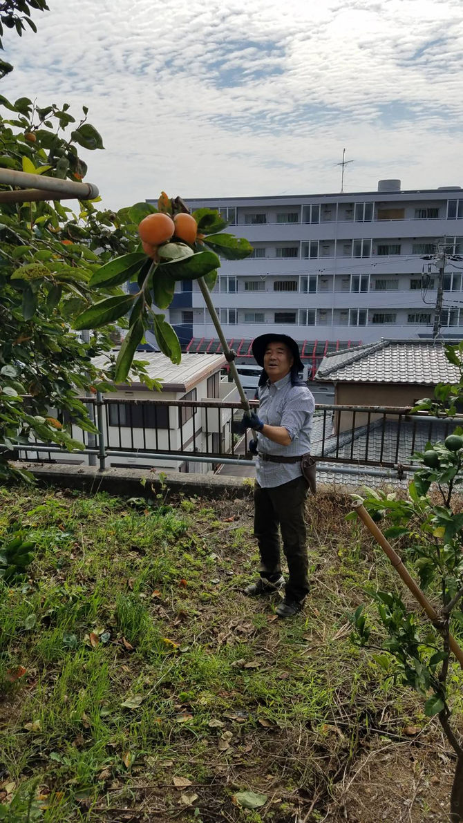 柿の収穫、八街ブルーベリーファーム春夫観光農園
