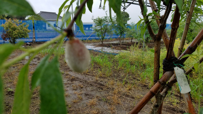 アーモンドの実です。ブルーベリー　八街　春夫観光農園