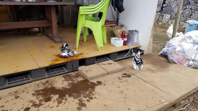 チャボ、水が欲しかったようです