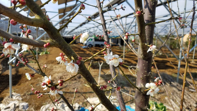 春夫観光農園の春の知らせ