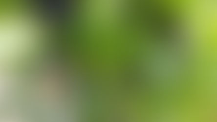 ９月中旬まで開園します