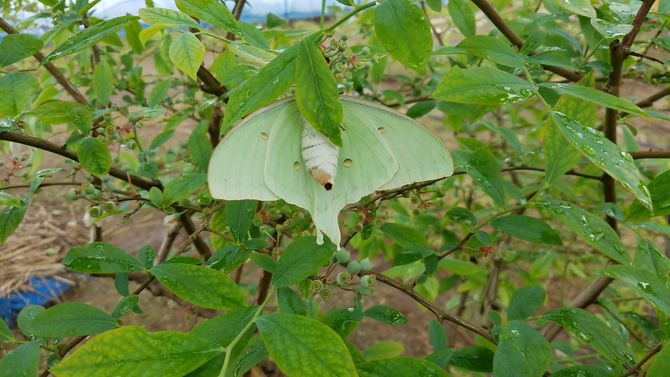 ブルーベリーの木に、蛾が・・・　ブルーベリー　八街　春夫観光農園