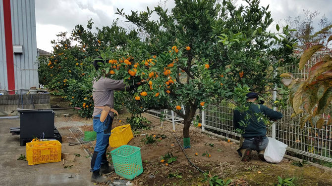 みかんの収穫始めました。八街ブルーベリーファーム春夫観光農園