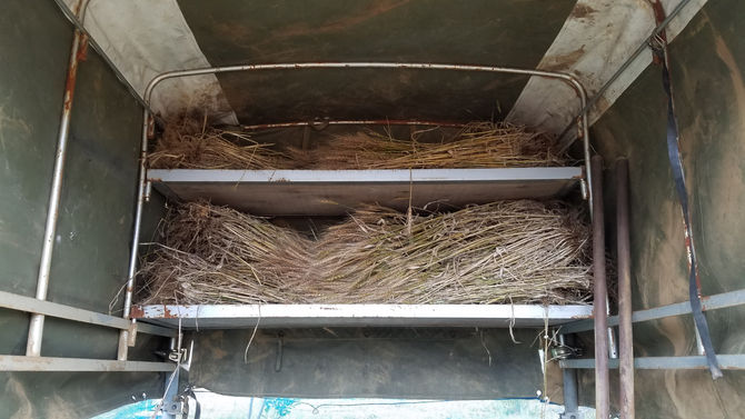 麦を収穫して、保管しました（種穫り）