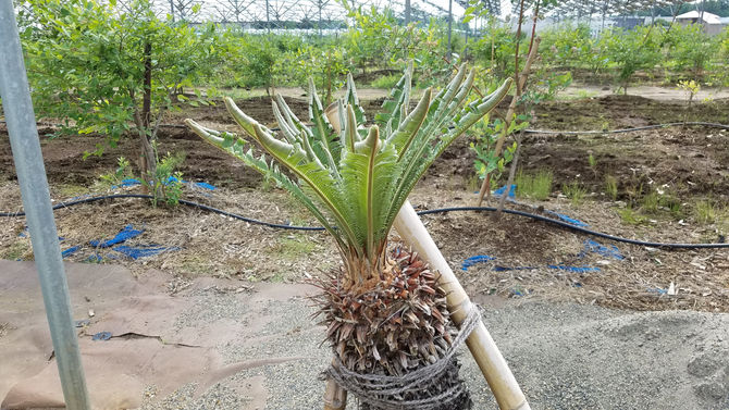 ソテツ、新芽が出てきました