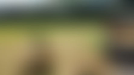 稲わら回収！ブルーベリーの根元へ