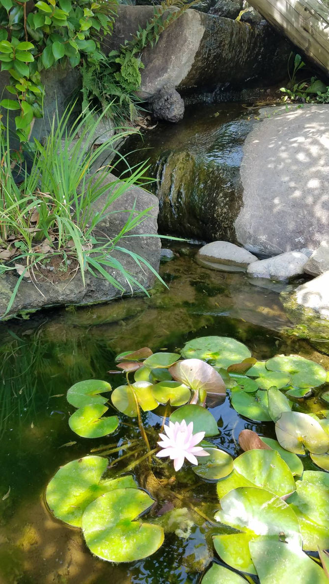 八街　ブルーベリー　春夫観光農園八街　ブルーベリー　春夫観光農園