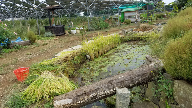稲刈り（湘南、はるみ）