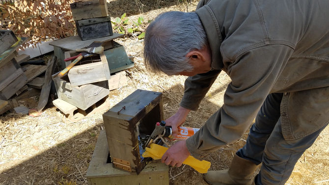 日本ミツバチ、待ち箱に、蜜蝋を塗りました。八街ブルーベリーファーム春夫観光農園