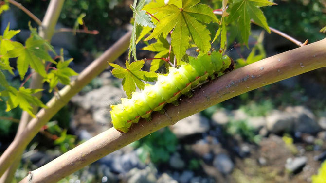 6cm程の毛虫です。農園内で、葉っぱを食べ、丸坊主に　八街　ブルーベリー　春夫観光農園