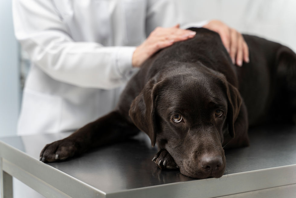 Hund wird untersucht