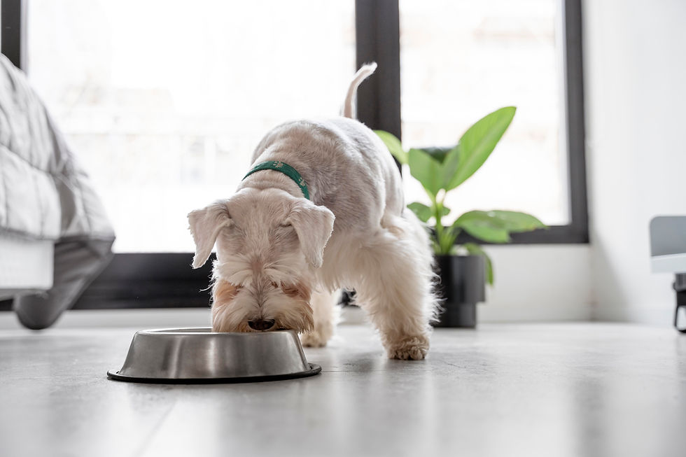 Hund frisst
