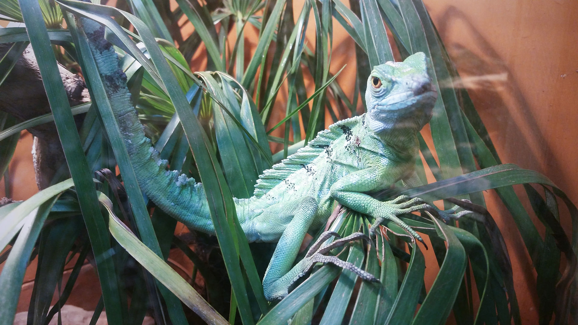 Michael's Favorite Animal
