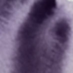 Thumbnail: Genuine Logwood