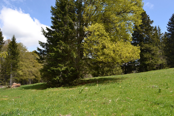 Mont Sujet