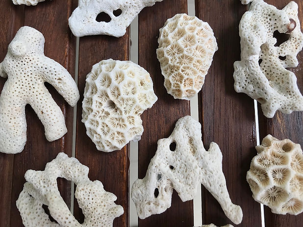 Corals Bali - 2.jpeg
