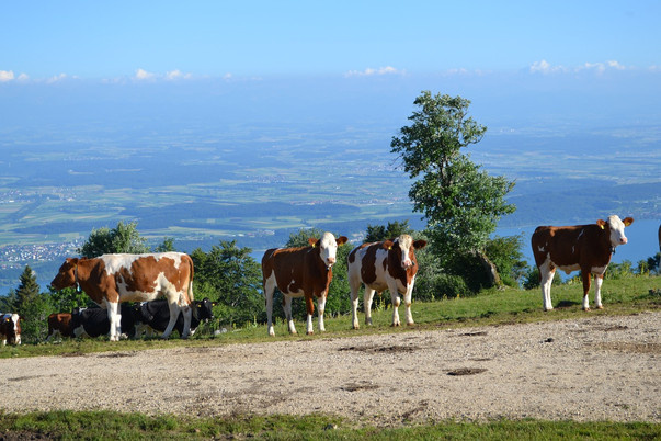 Mont Sujet
