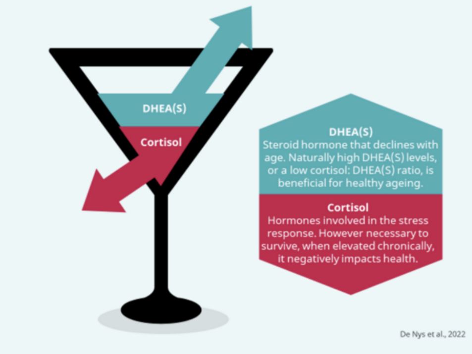 adrenal gland sex hormones adrenal gland sex hormones