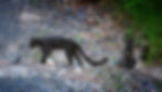 leopard-family.jpg