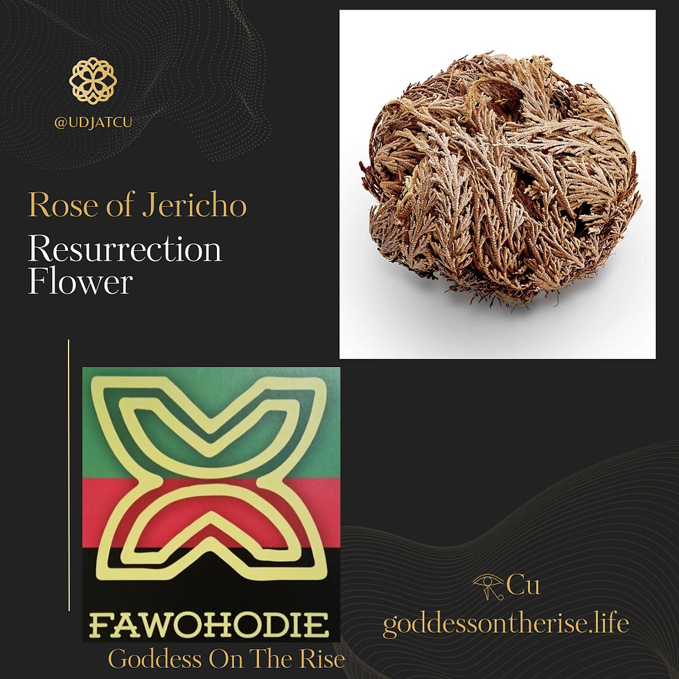Thumbnail: Rose of Jericho