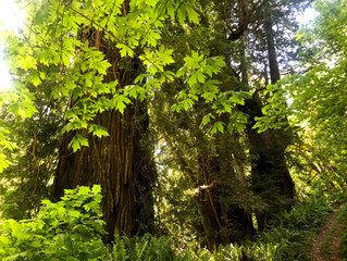 Celtic Nature Magic