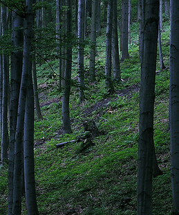 Forêt