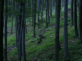 Bosque