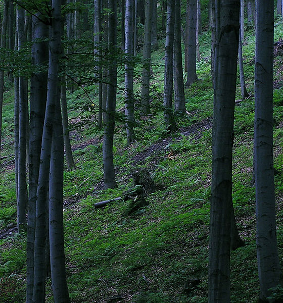 Forest