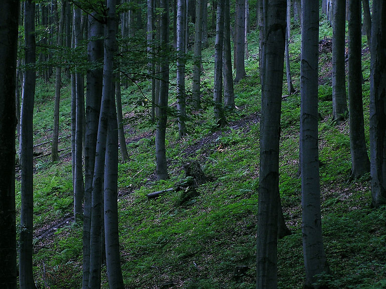 Forest With Tall Trees