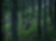 Forest With Tall Trees