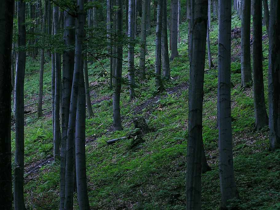 Bosque