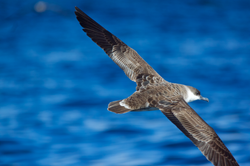 Great Shearwater