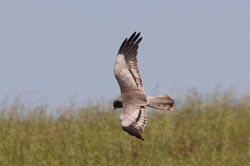 Montagu's Harrier