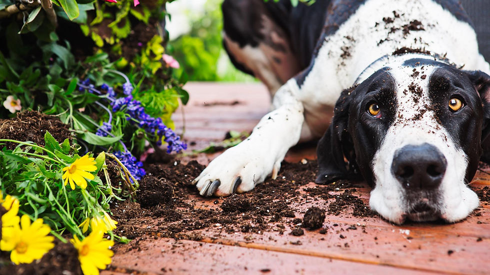 Dog with dirt