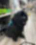 Assistant dog in shop