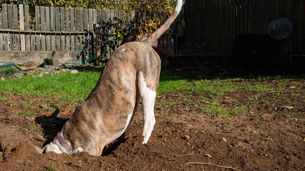 Dog digging in the yard