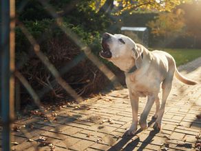 Managing Dog Barking