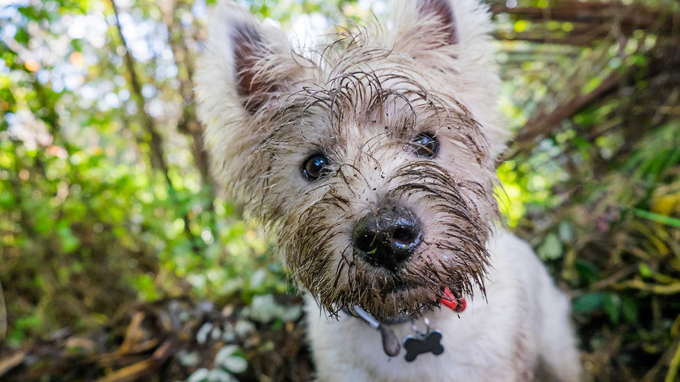 Dog with dirt on their face