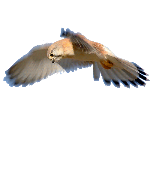 eagle.gif