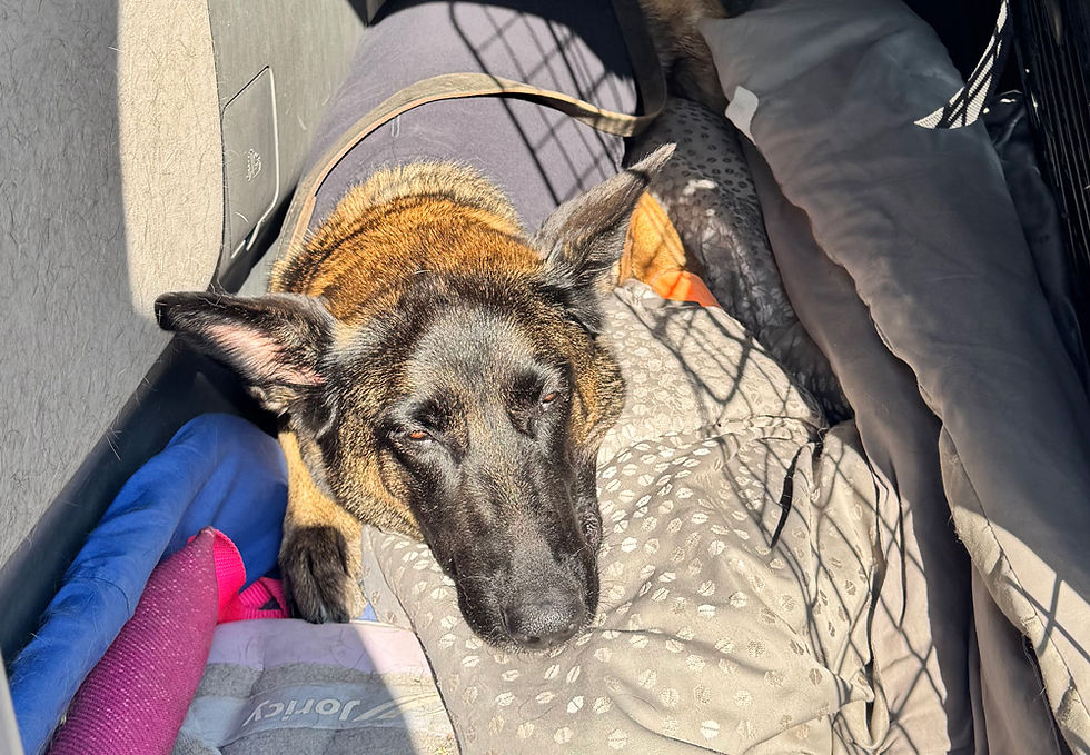 Linda's Pyometra: My Nightmare Come To Life