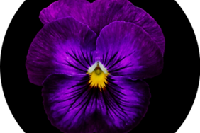pansy-flower-deep-purple-on-black-background-sticker-u9796-x450.png