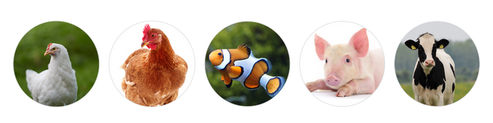 Cuerpo (10).png